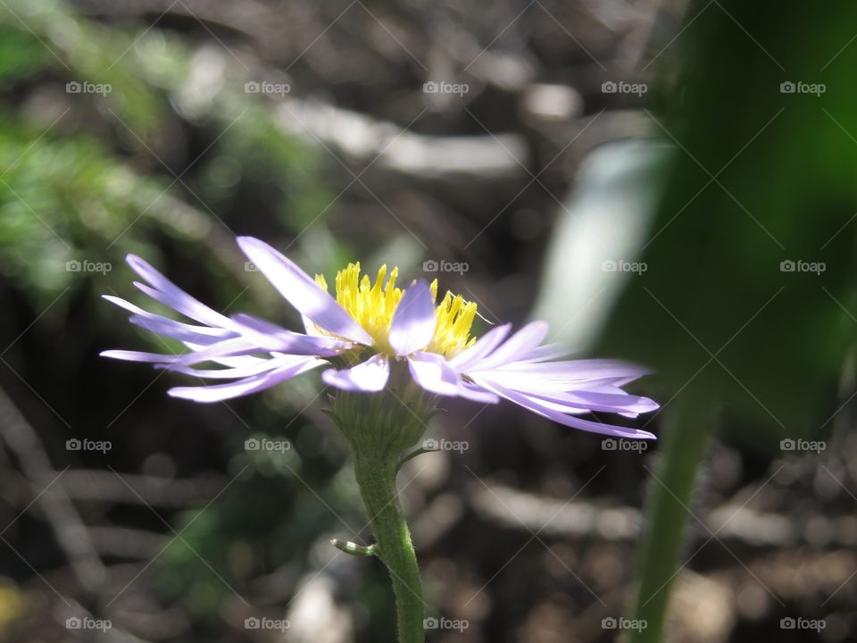 Purple flower, photo taken from the side