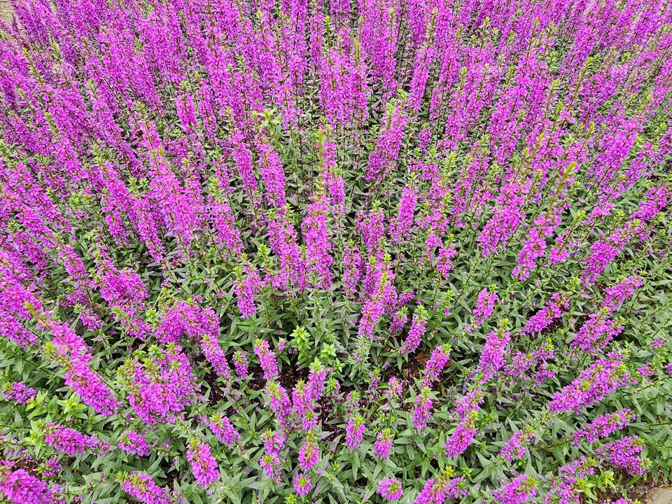 Lythrum salicaria flower blooms in summer