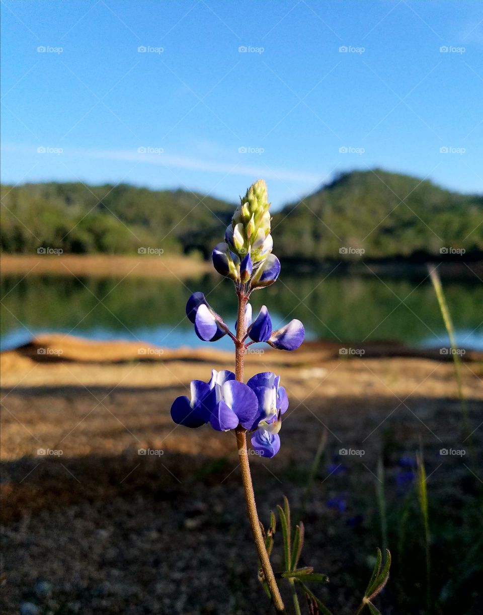 Springtime flowers