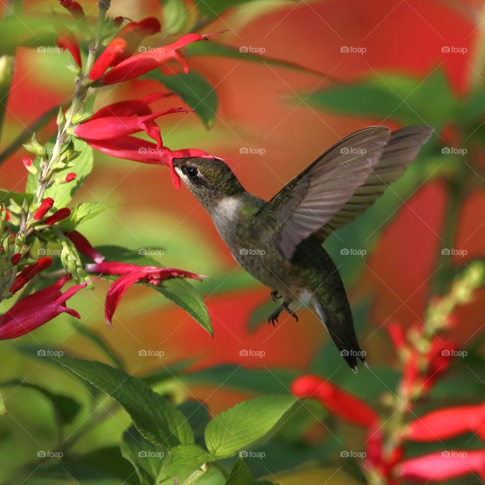 hummingbird