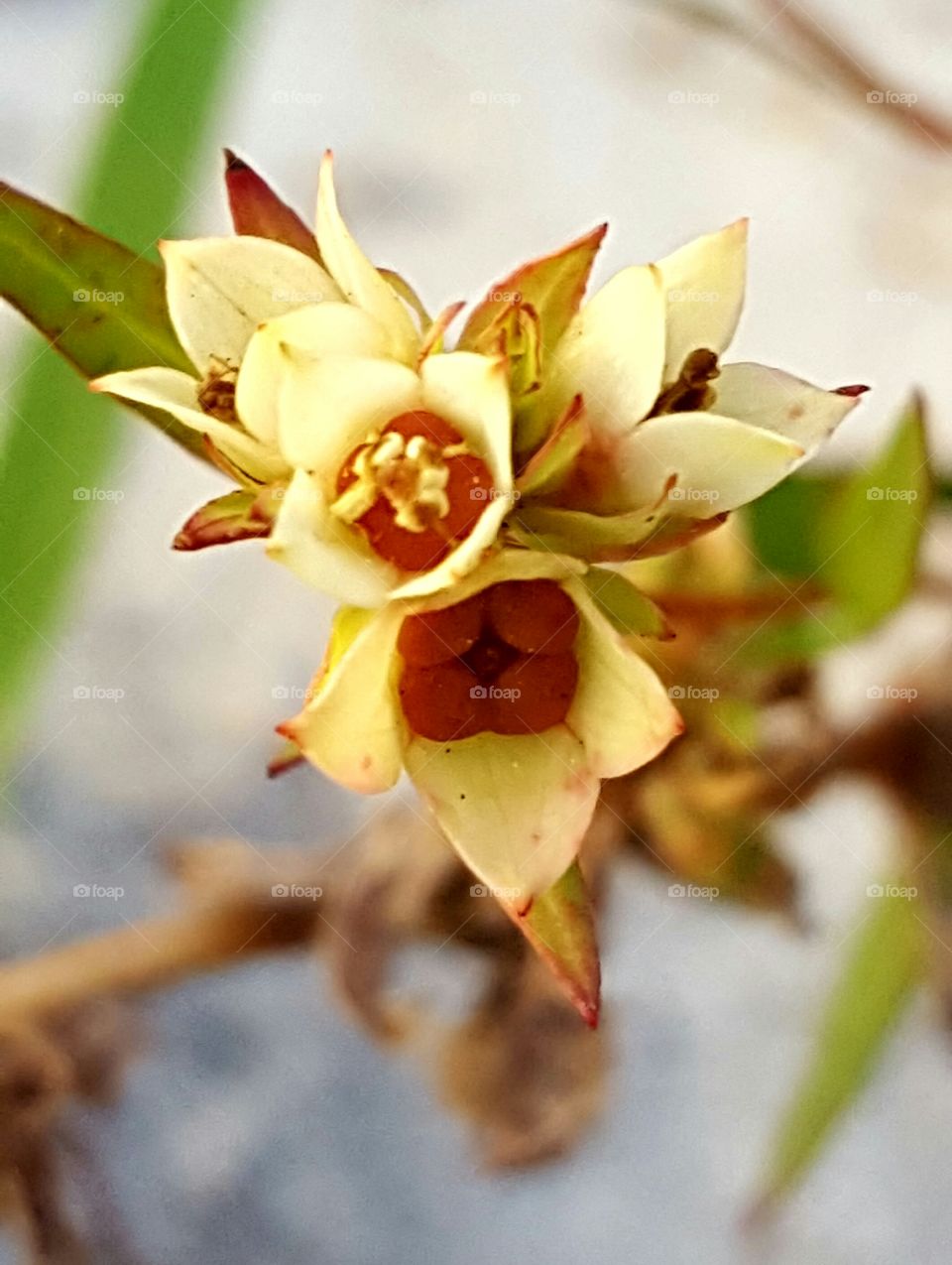 tiny flowers growing around lake