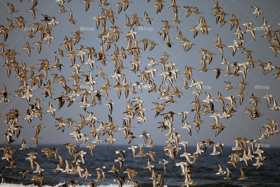 Flock of bird flying over the sea