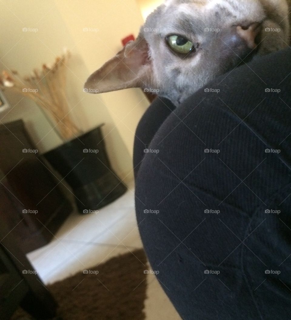 Chloe the Cornish Rex 😻 