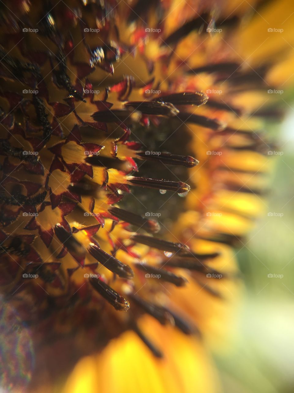 Sunflower closeup