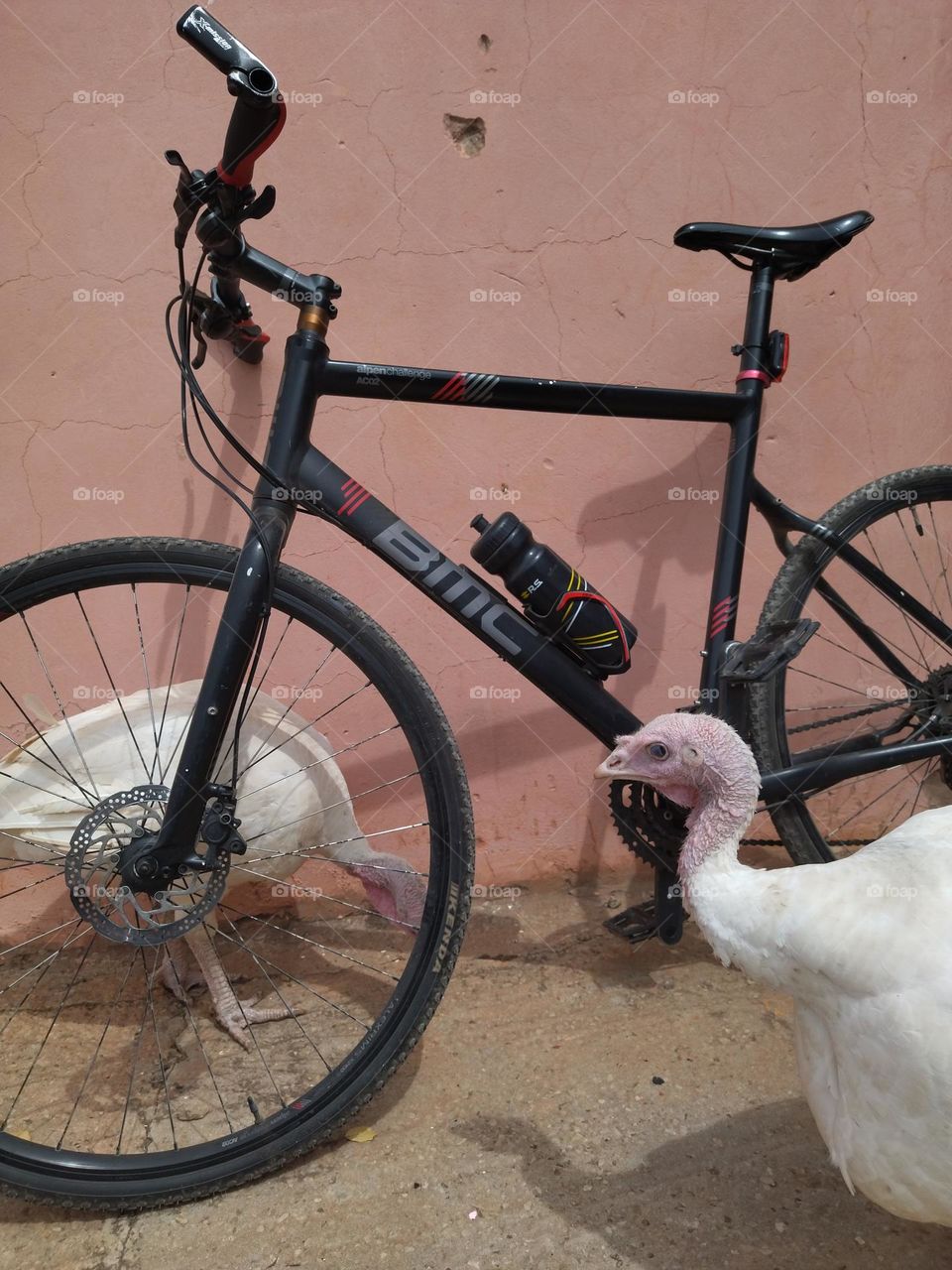 Bike and white turkey