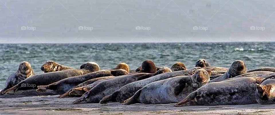 Hanging out with the seals