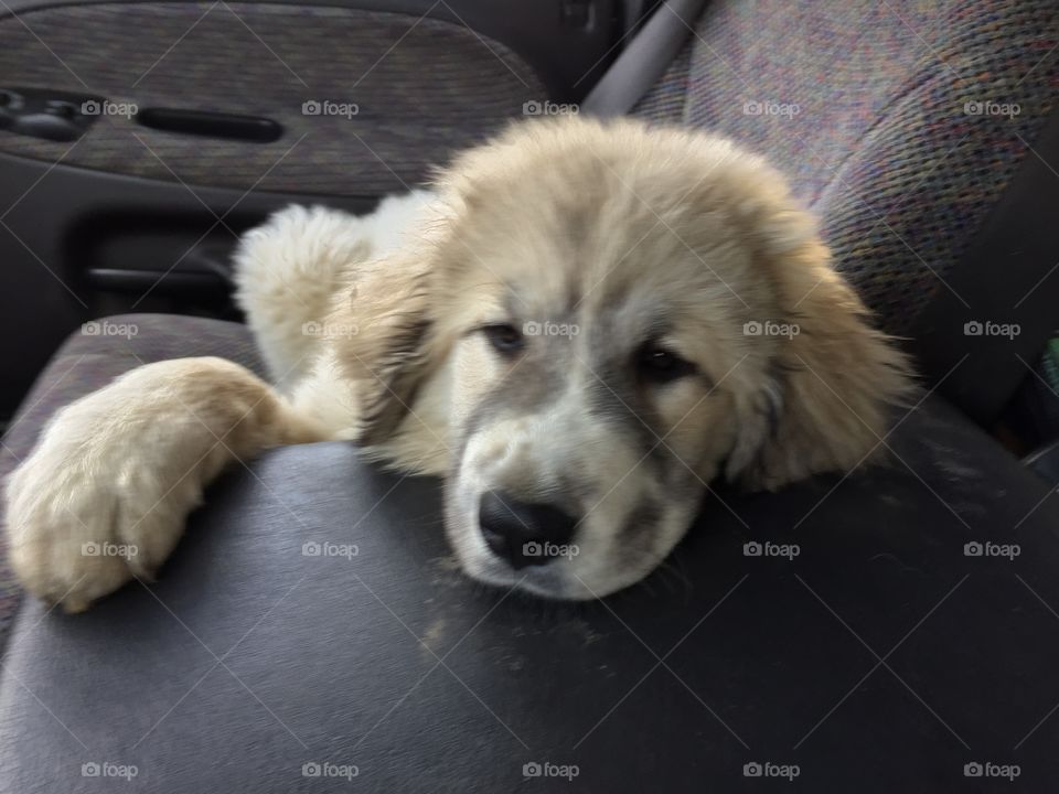 Tired puppy on a truck ride