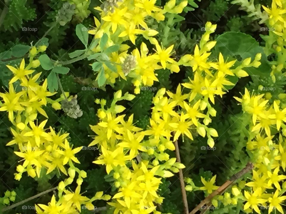 Yellow Flowers