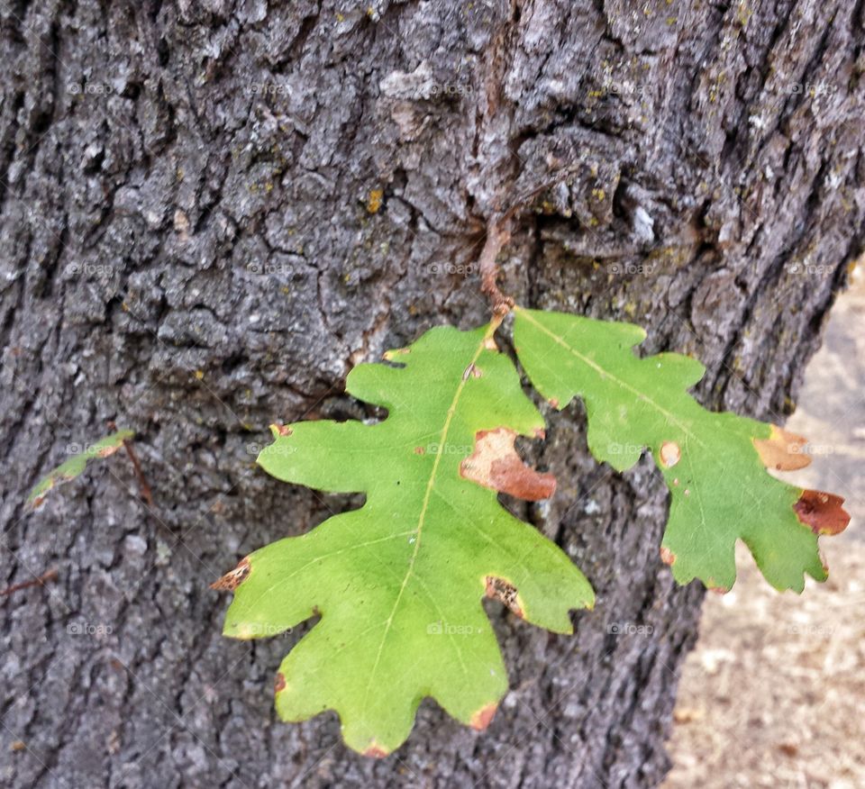 oak leave