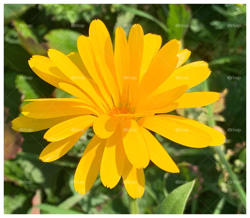 Fleurs ~ Flowers  🌻😊