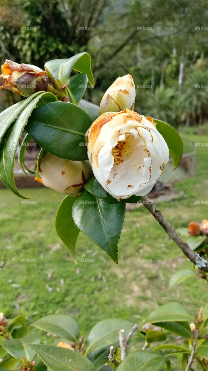 NATURE FLOWER GARTEN BOTANIK