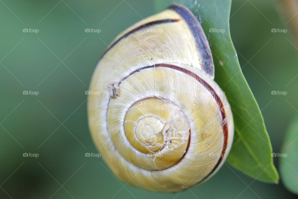 Land snail cracked shell