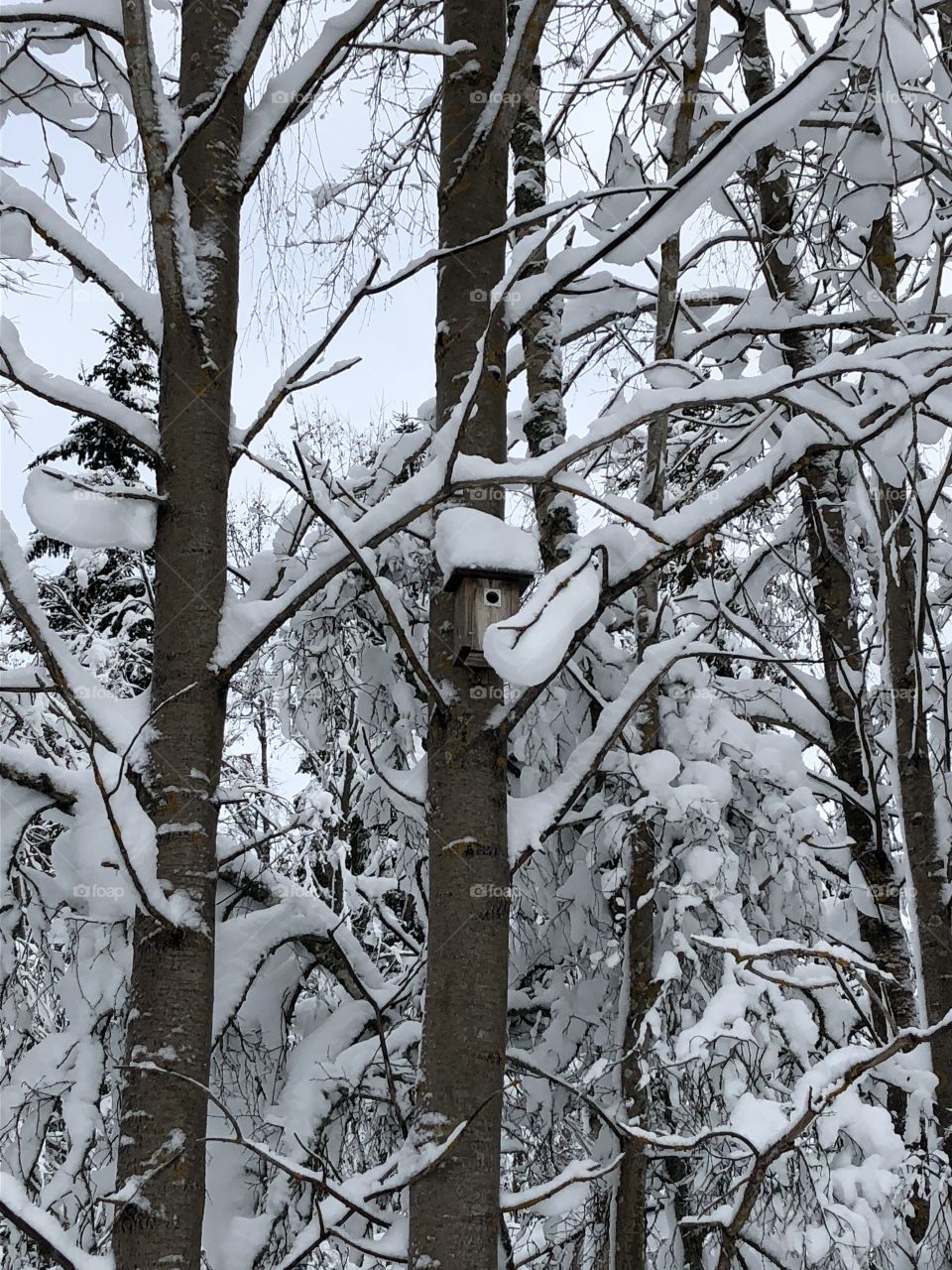 A birdhouse up in a tree in a beautiful winterlandscape. 