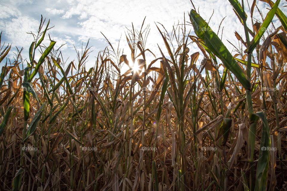 Sunshine & Corn Fields