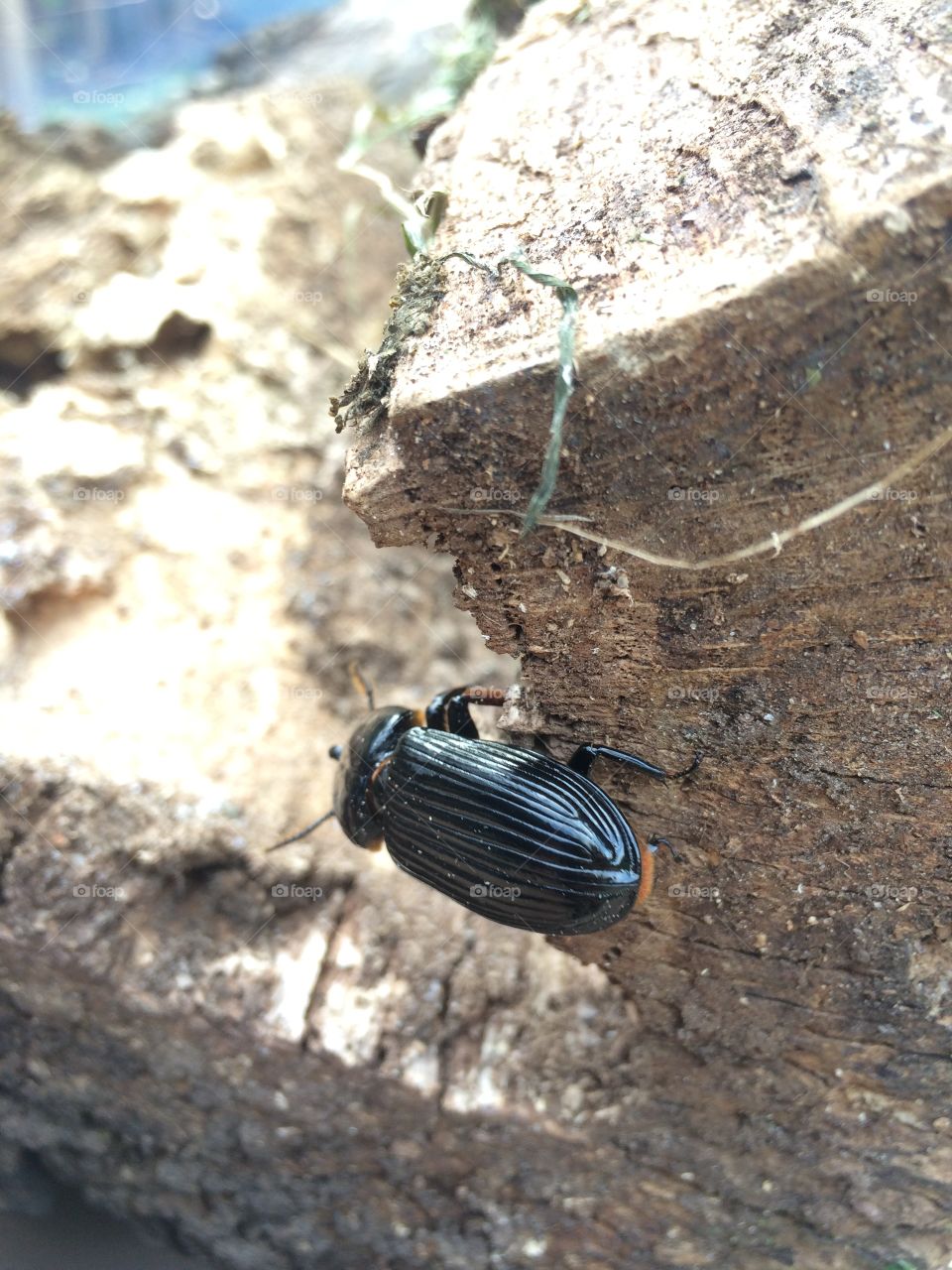Curious Beetle