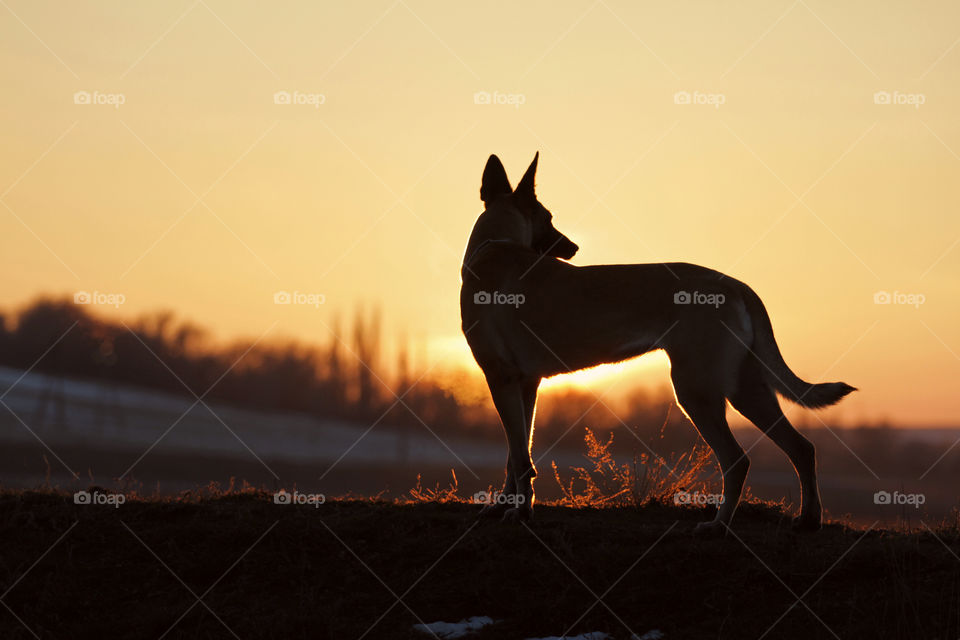 Belgian shepherd malinois dog and sunset