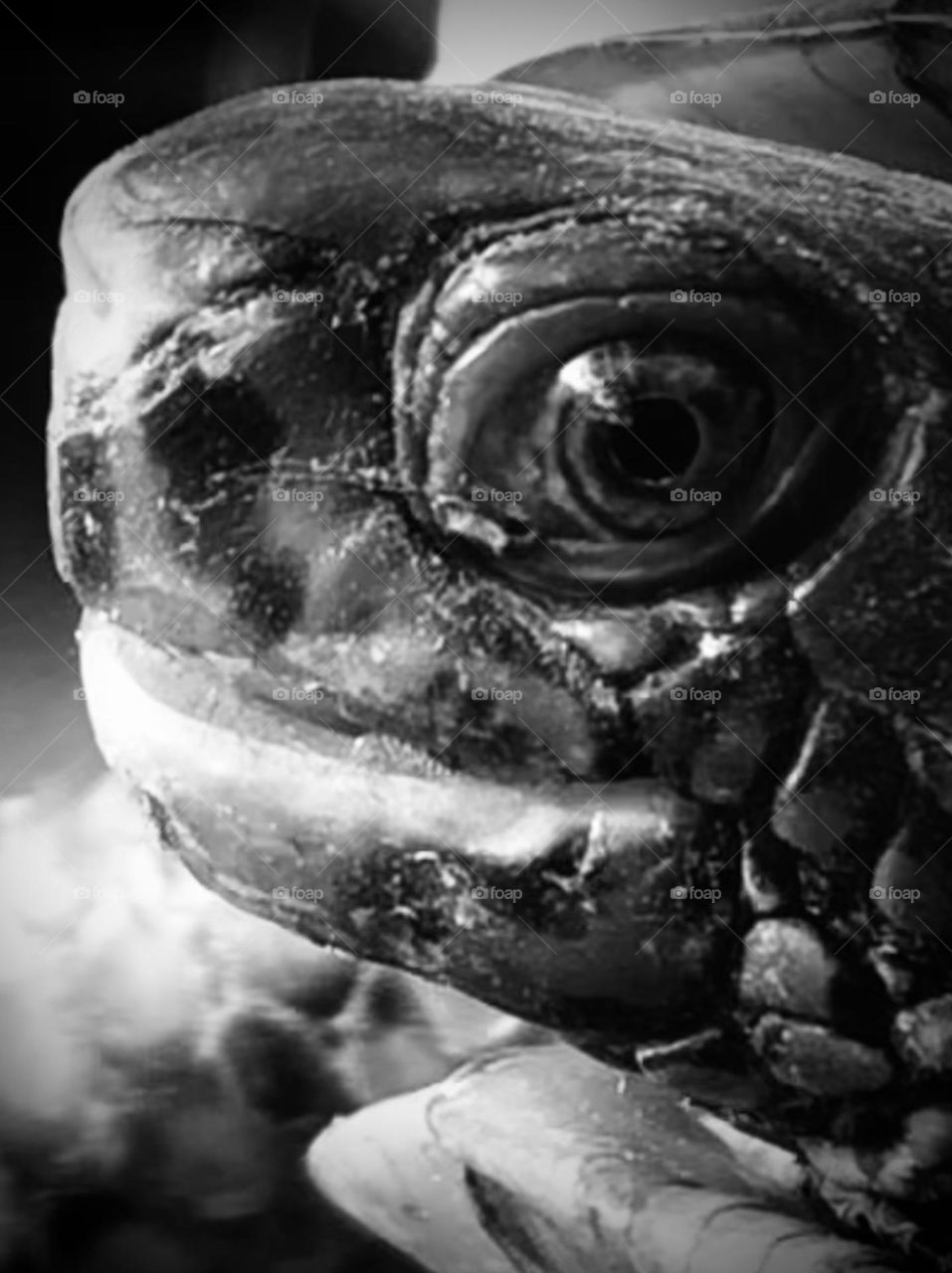 The box turtle did let me take his closeup in black and white!