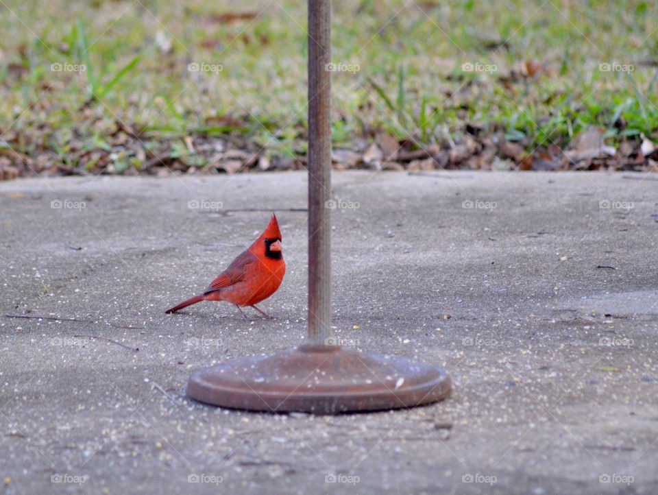 Red cardinal 