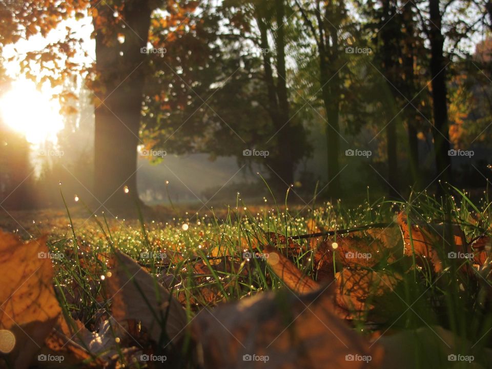 Rising Sun light in autumn day 