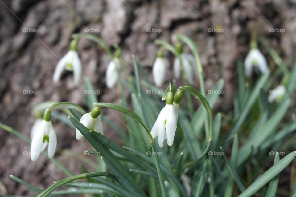 Snowdrops on a tree background 