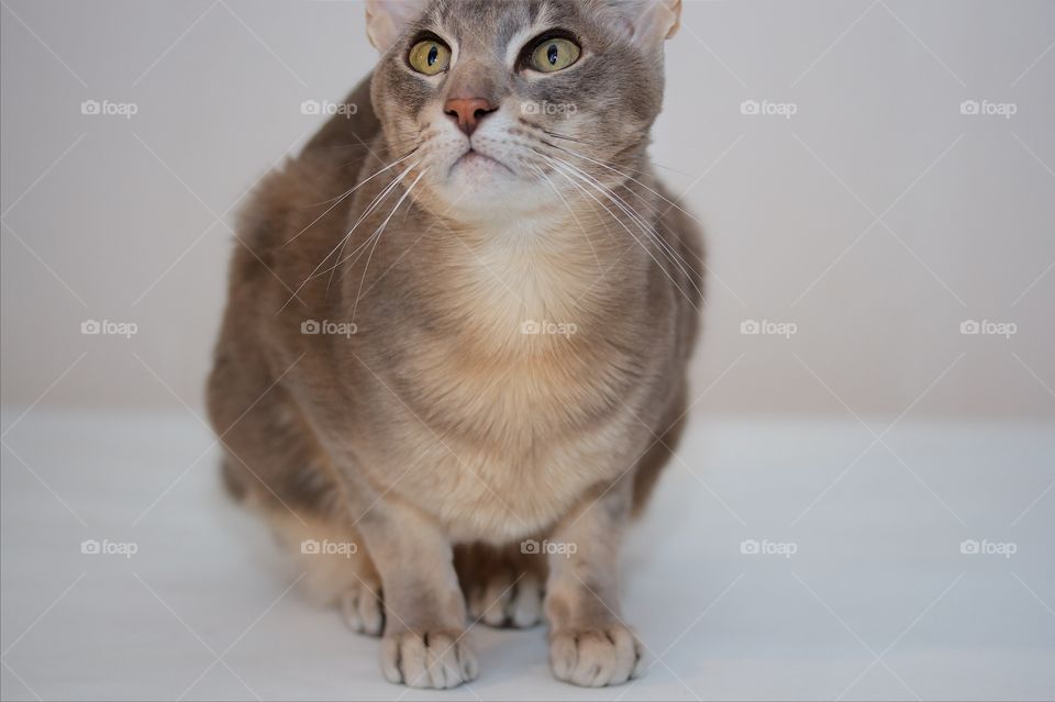 Close-up of a cat