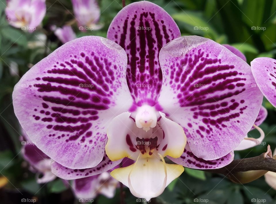 orchid