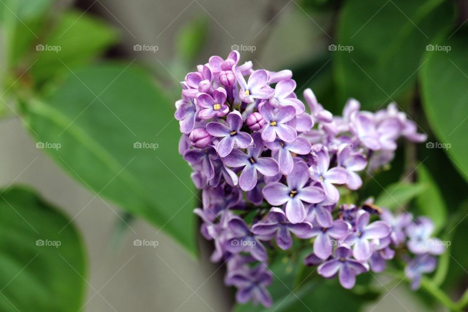 Flowers in close up