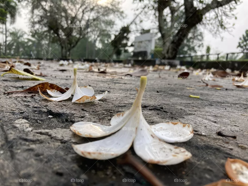 Beautifull fall
