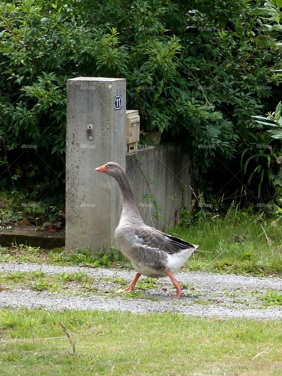 Walks in the countryside are an opportunity to come across animals in the wild like this goose.