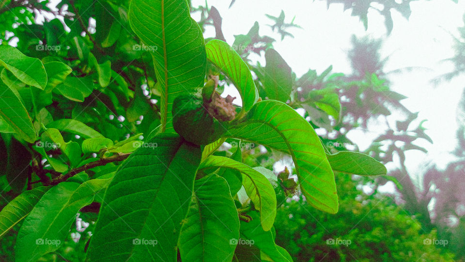 This image on natural organic fruit.
