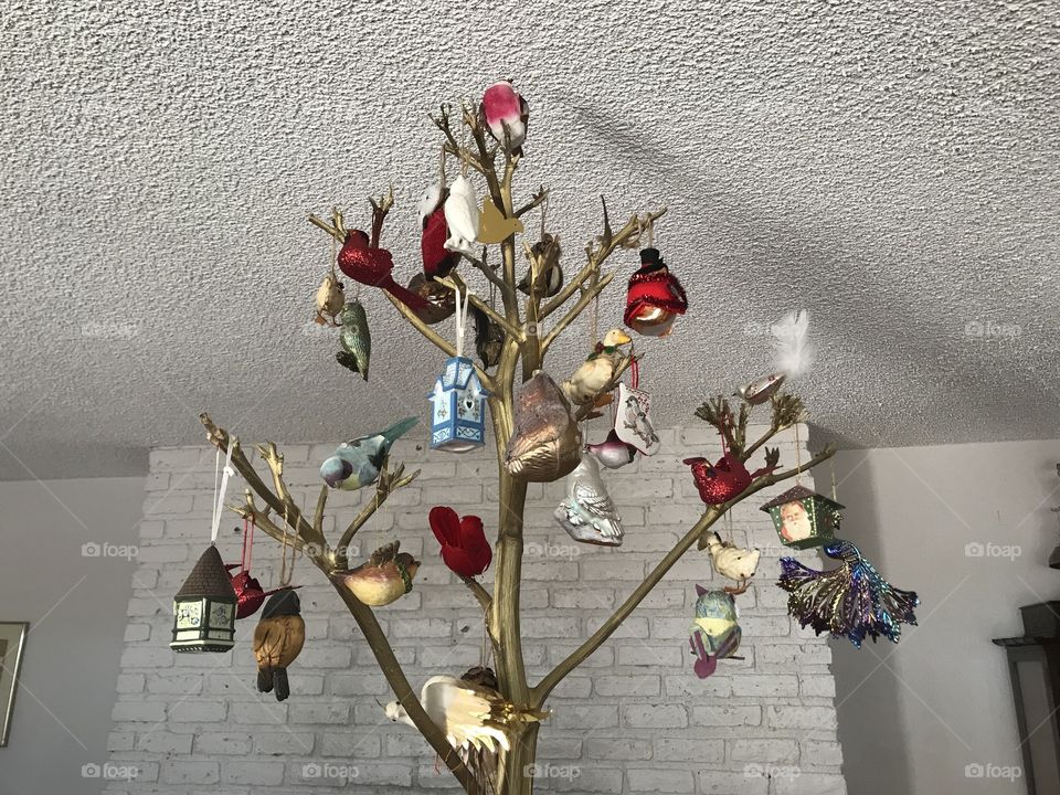 Arizona Christmas tree