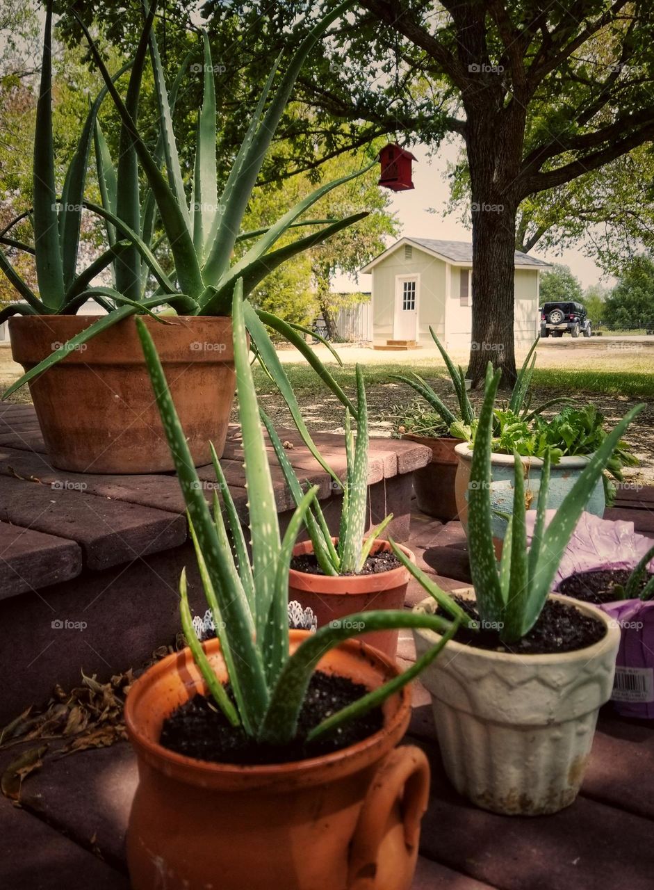 My Aloe Vera Plants