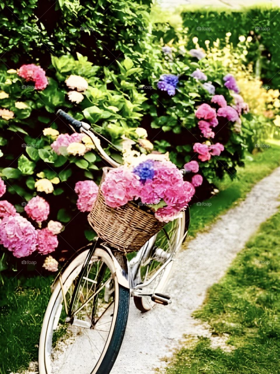 Bicycle in the hydrangea field