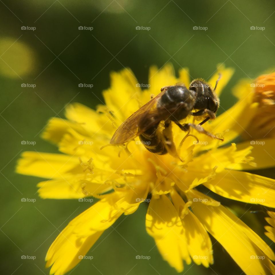 Bee closeup on flower