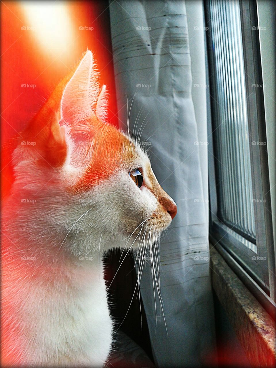 Is it going to rain today?. My cat watching the changes in the day