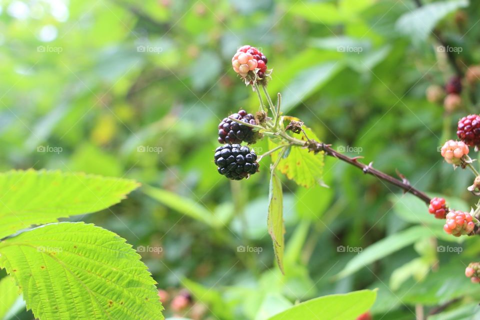 Blackberry on branch