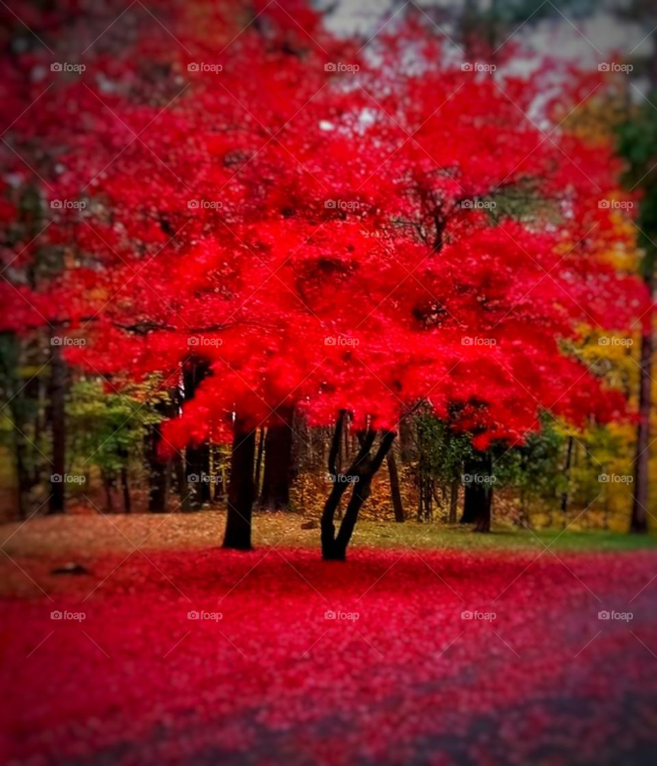 Scarlet maple