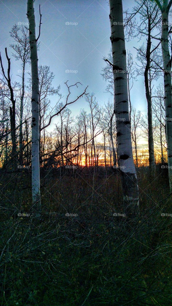 Aspen trees waiting for winter snow in the sunset of a late autumn evening.