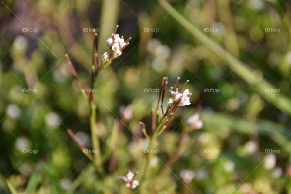 Schaumkraut auf einer Wiese