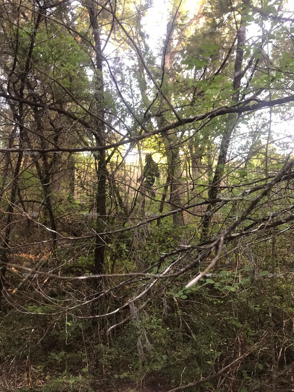 casual walk in the woods