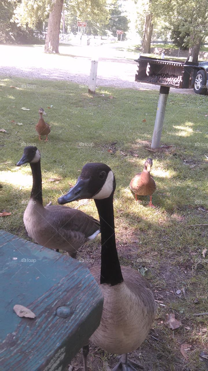 Canadian Geese and Duck