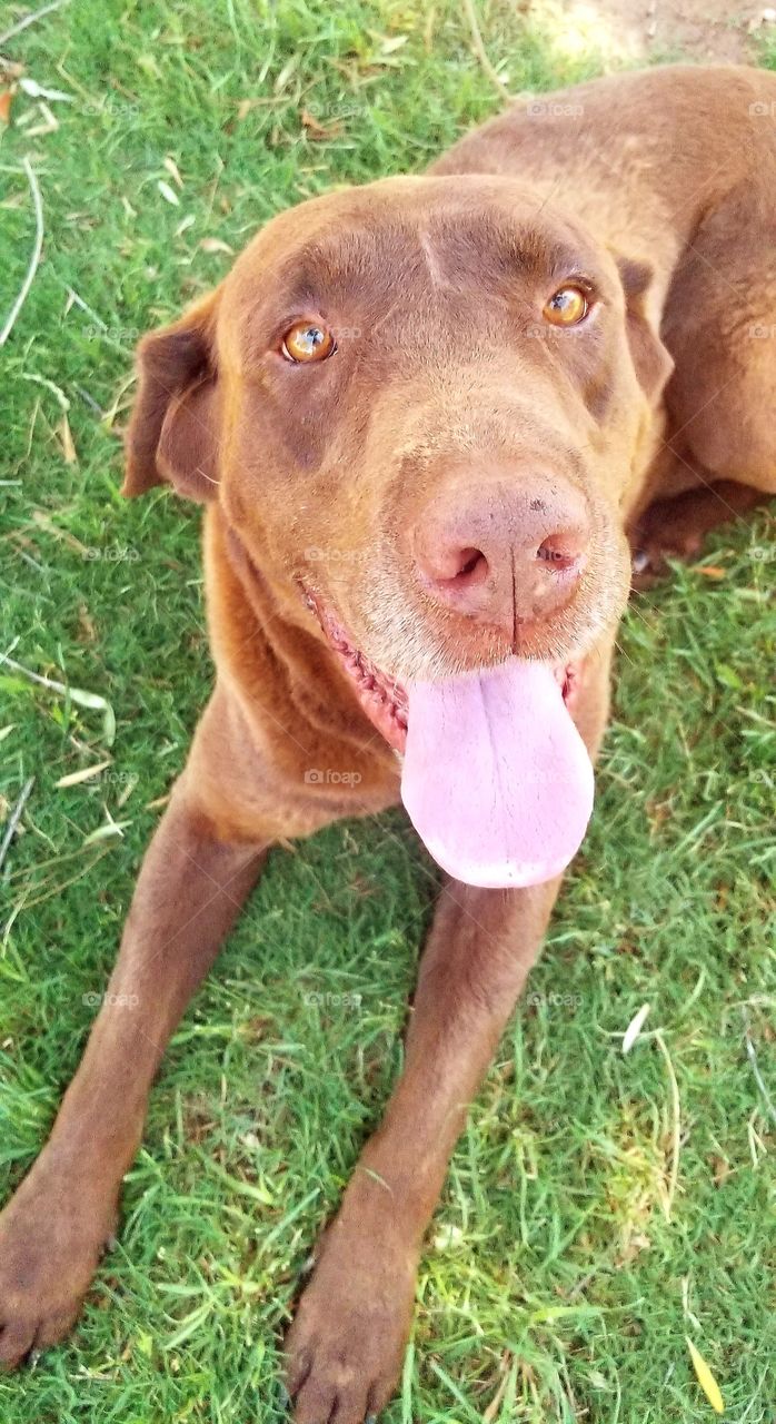 Brody posing for another pic. Such a good boy.