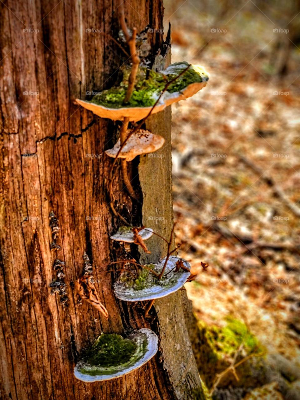 Mushrooms growing on tree in spring