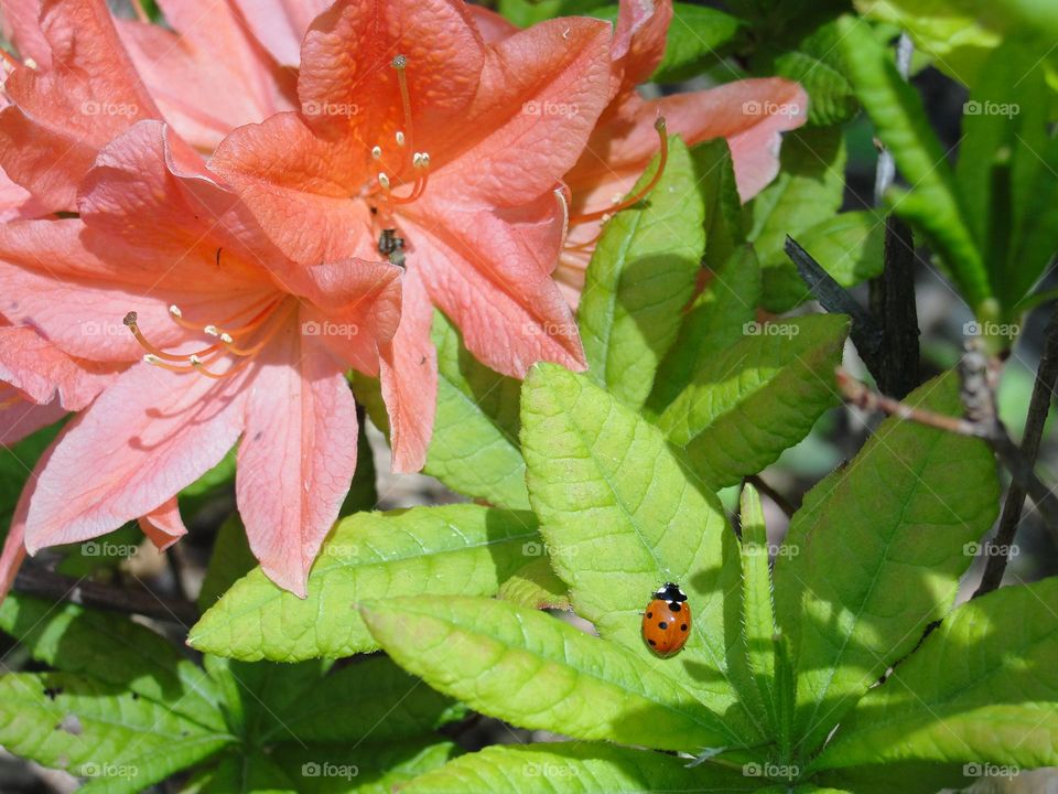 Ladybug on a blooming rhododendron