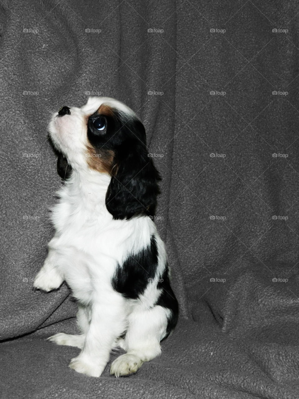Dog Cavalier king charles Ixes in France
