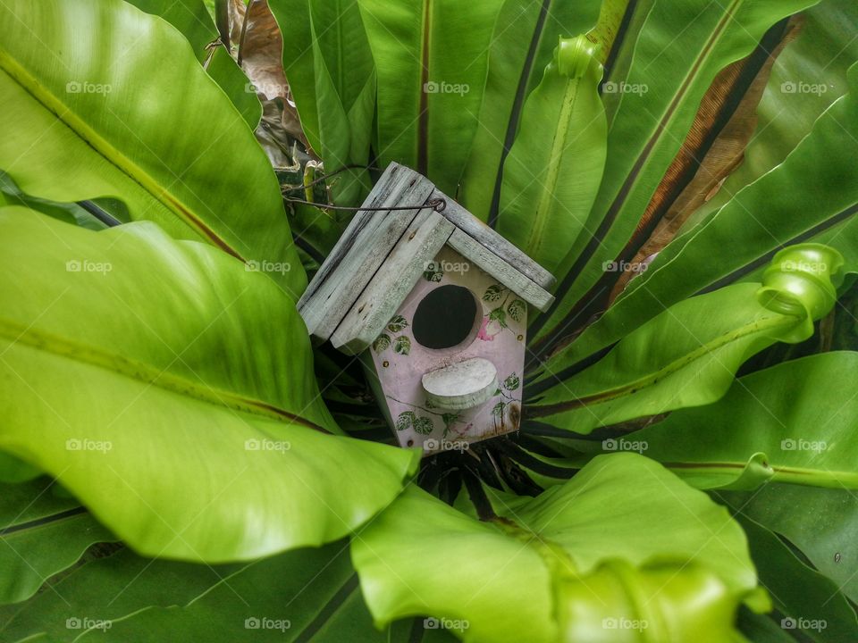 Something in the garden