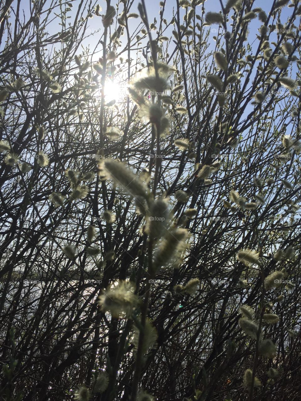Spring willow 
