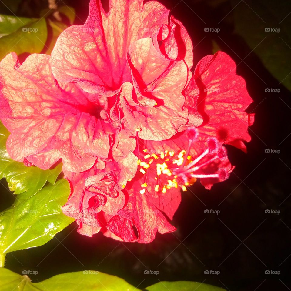 Hibiscus flower in night