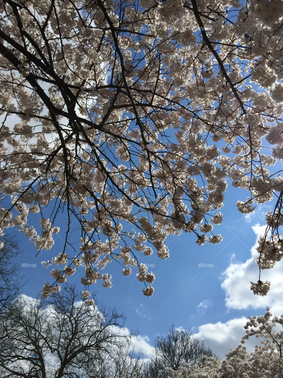 Spring