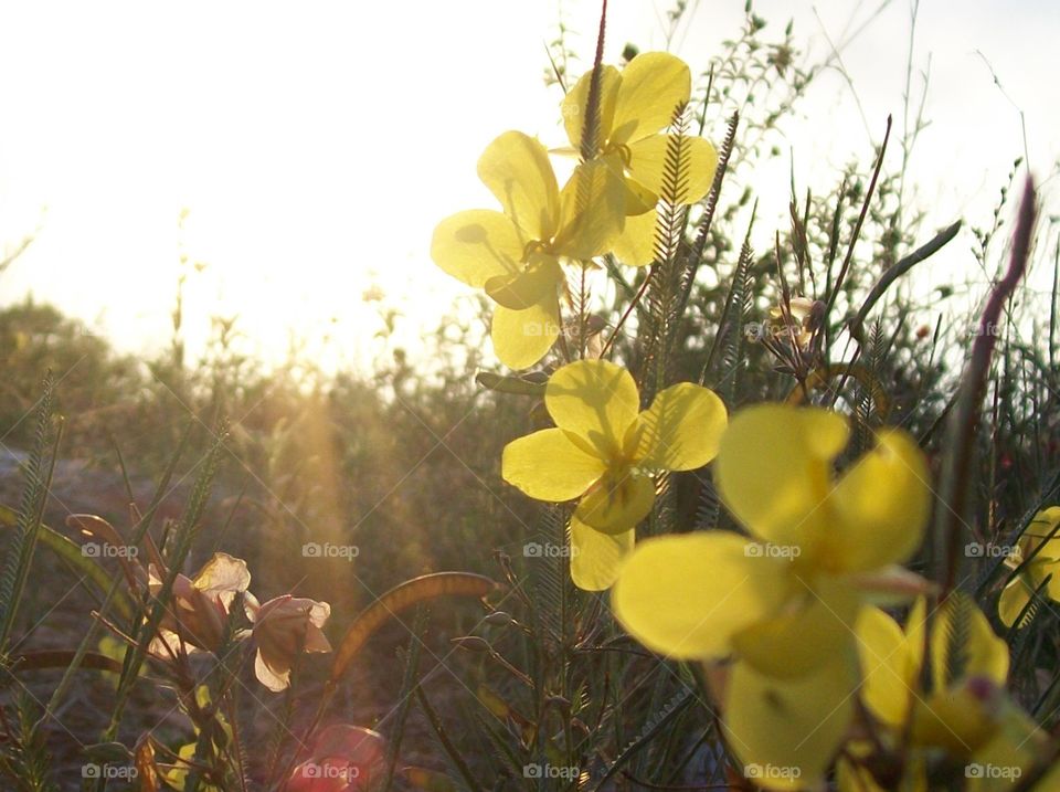 Radiant sunrise. First rays of the sun on the translucent petals of the flowers of the field. 
(Radiante amanhecer. Primeiros raios do Sol sobre as translúcidas pétalas das flores do campo).